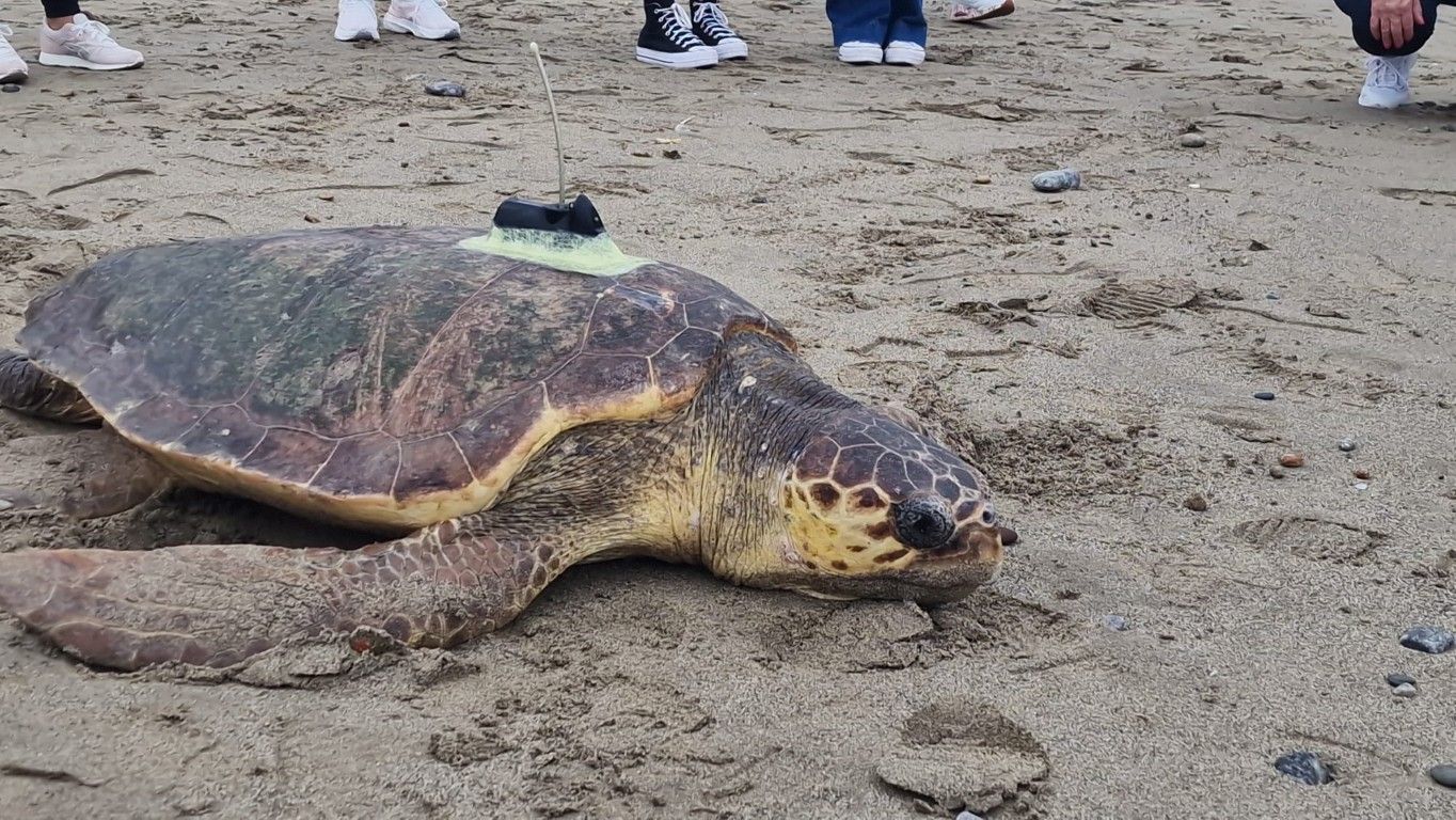 El CECAM realiza la suelta de tres ejemplares de tortuga boba en la playa de Alfau